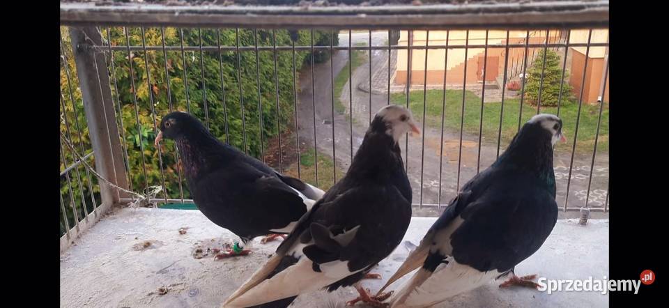 Gołębierollery Birmingham akrobatyczne Zwierzęta kujawsko-pomorskie Żnin sprzedam