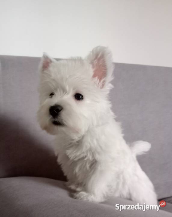West Highland White Terrier ZKwP FCI Częstochowa