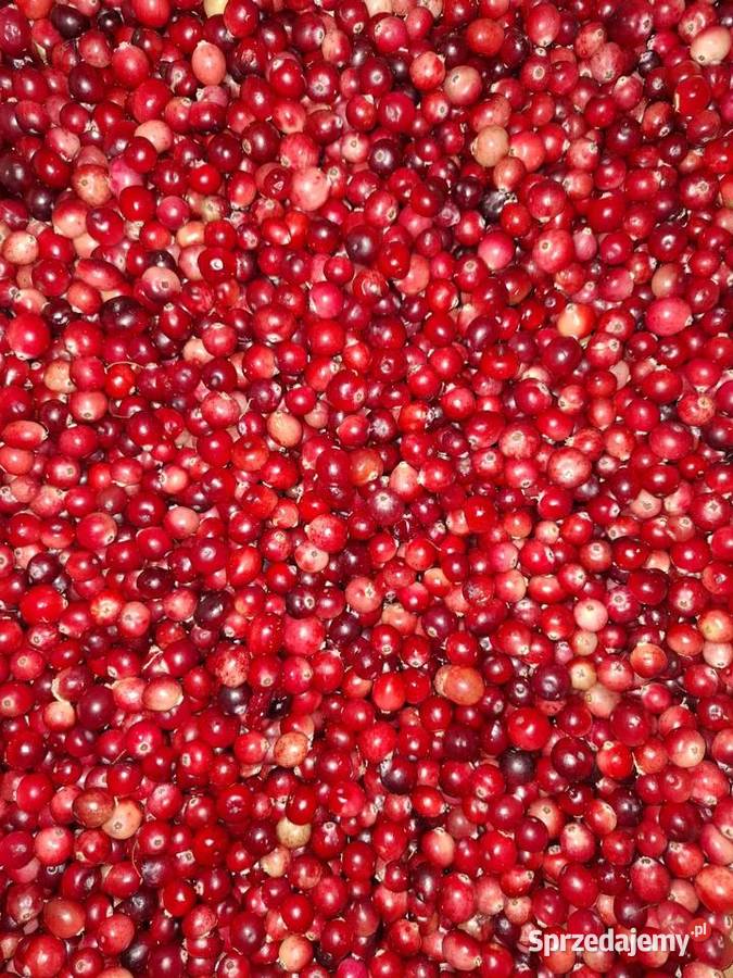 Żurawina bagiennaleśnabłotna litr Pozostałe