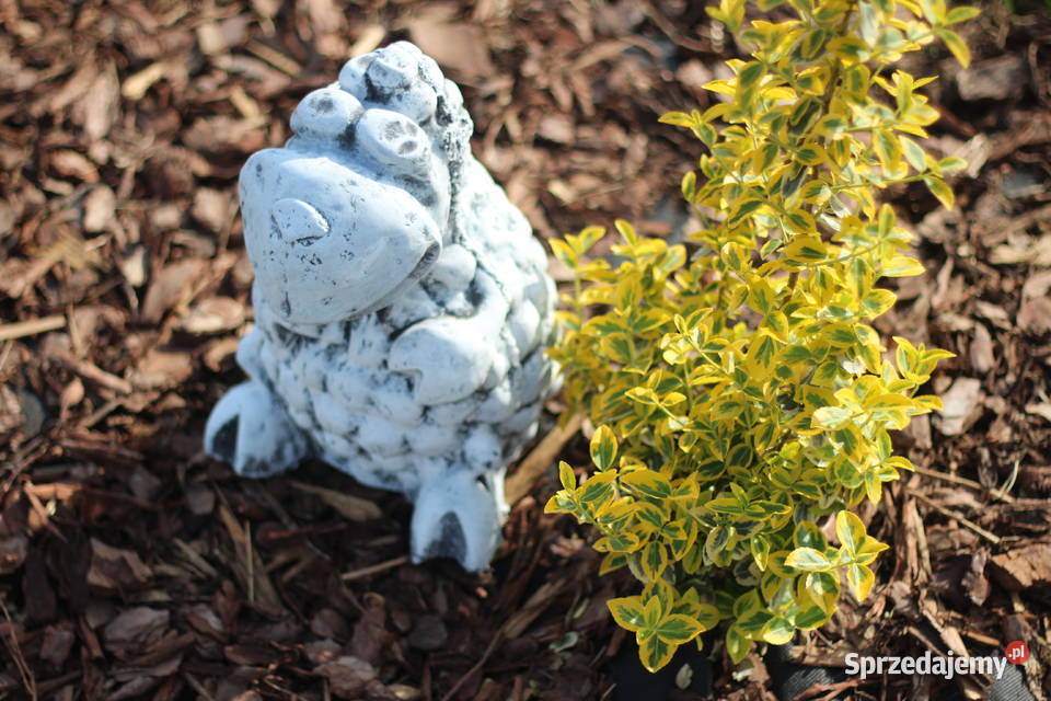 Figura ogrodowa baranek dolnośląskie Goliszów