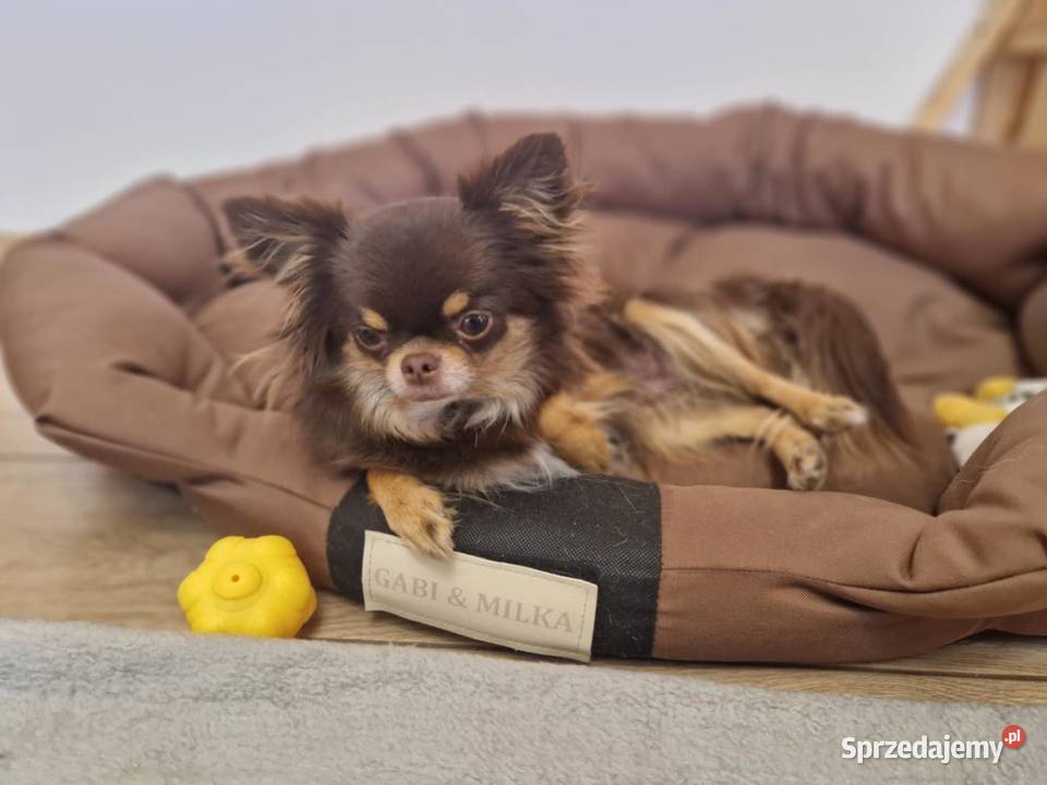 CHIHUAHUA PIĘKNY CZEKOLADOWYTAN PIESEK Warszawa