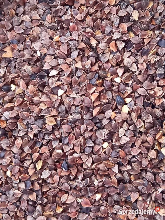 Gryka Zboża sprzedam