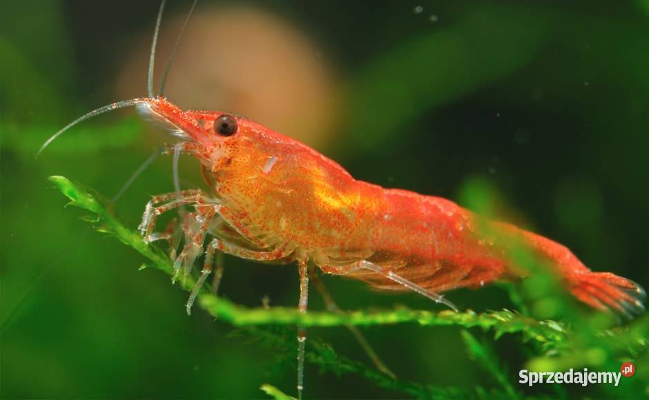 Krewetki ozdobne Neocaridina Red Cherry Yellow mazowieckie Warszawa