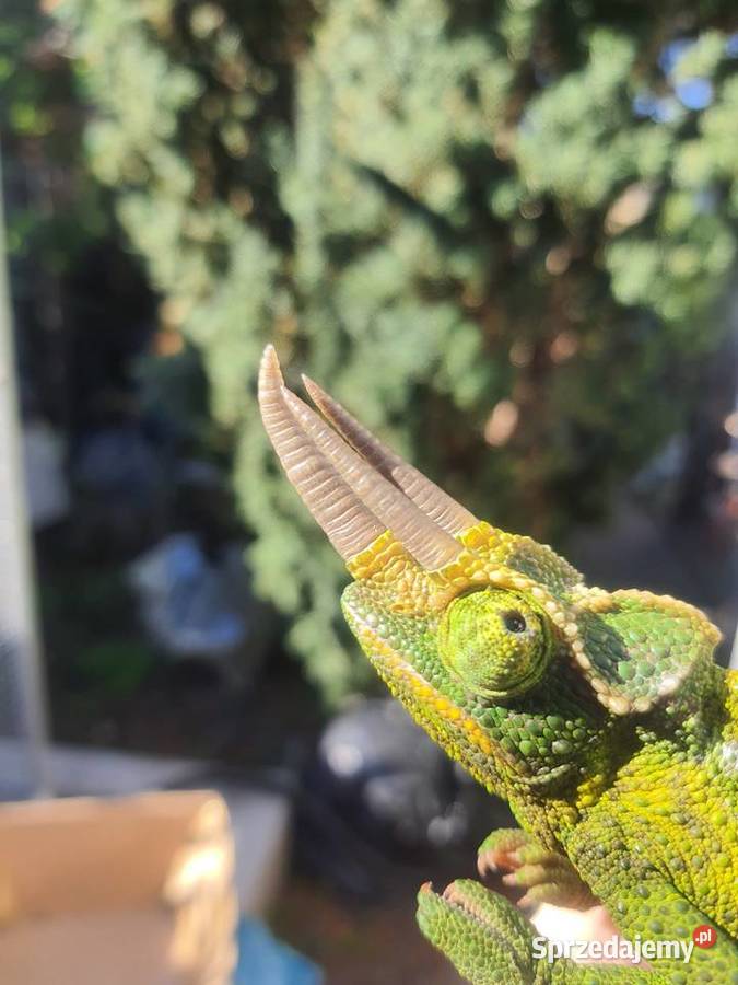 kameleon jacksona Lubień Kujawski