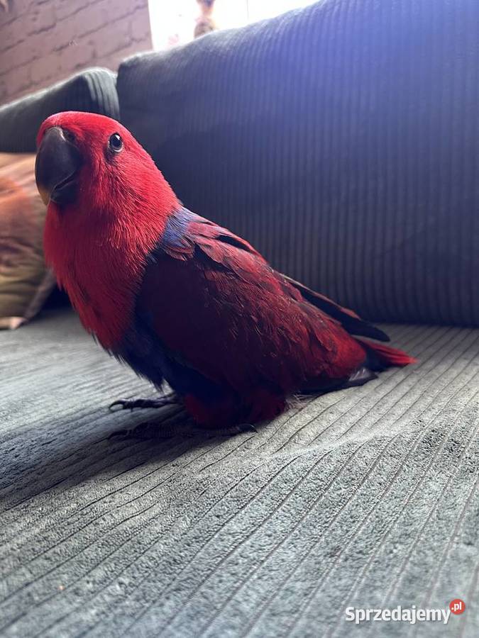 Lora wielkaBarwnica zwyczajnaEclectus roratus Pszczyna