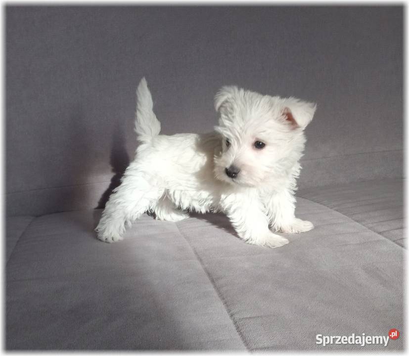 West Highland White Terrier ZKwP FCI suczka Częstochowa sprzedam