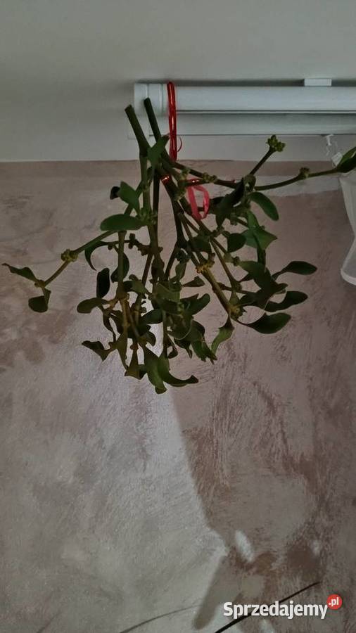 Jemioła POZNAŃ Gniezno Września i DARMOWA Pozostałe Poznań