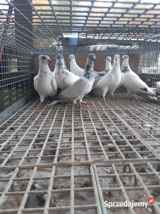 Budapeszty Sportowe pomorskie Laski