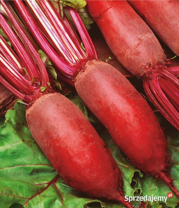 Koper krzaczasty aromatyczny koper odporny na Kraków sprzedam