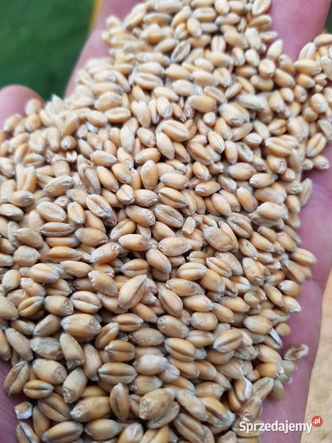 Pszenica zimowa Euforia mazowieckie Mistów