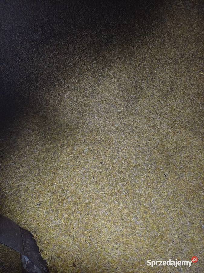 sprzedam owies jary Wyszków