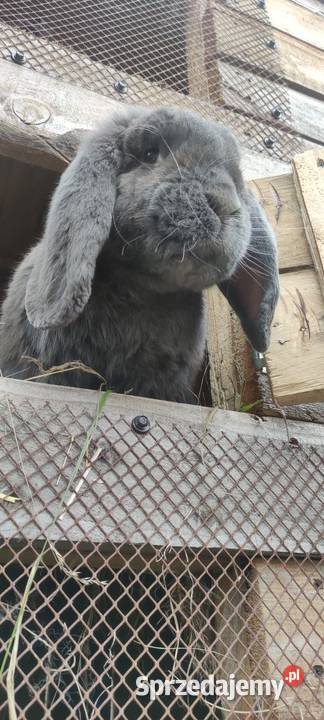 Sprzedam króliczki