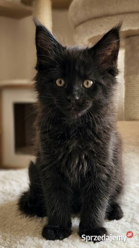 Maine coon kocurek Kęty sprzedam