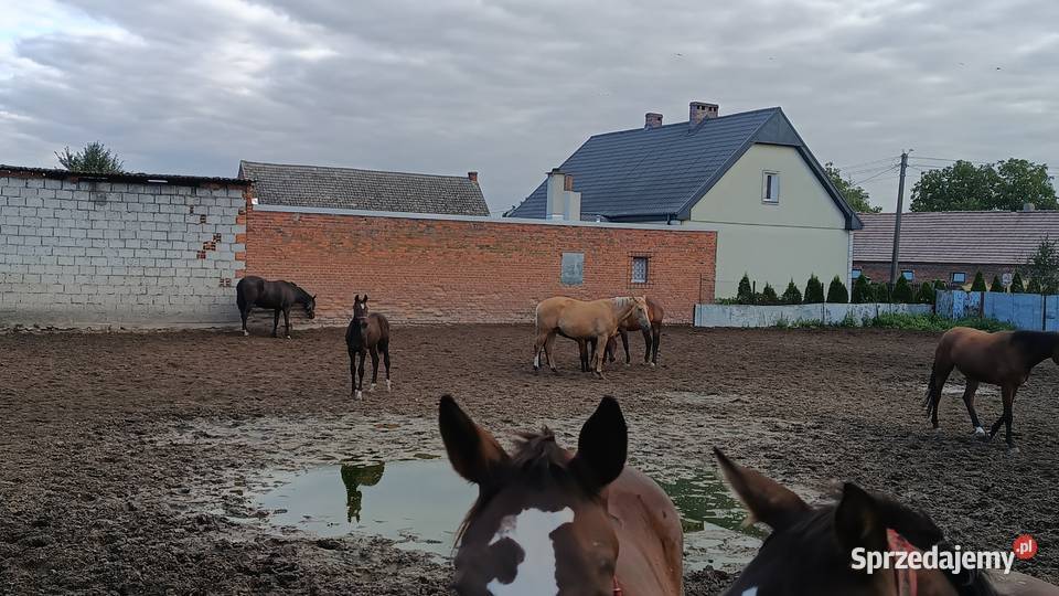 Konie wielkopolskie Raszków
