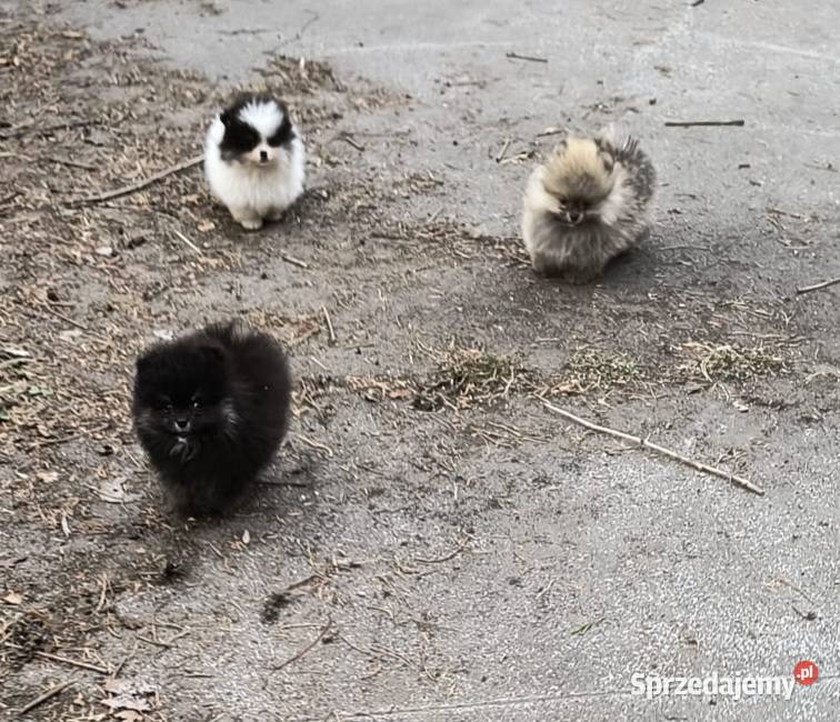Szpic miniaturowy pomeranian Zakrzewo