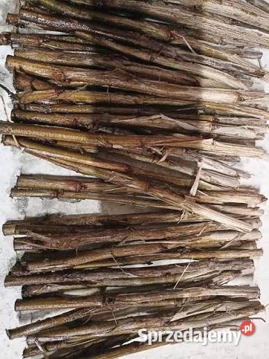 Kije Sztobry czarnej porzeczki Tisel wysyłka Frampol