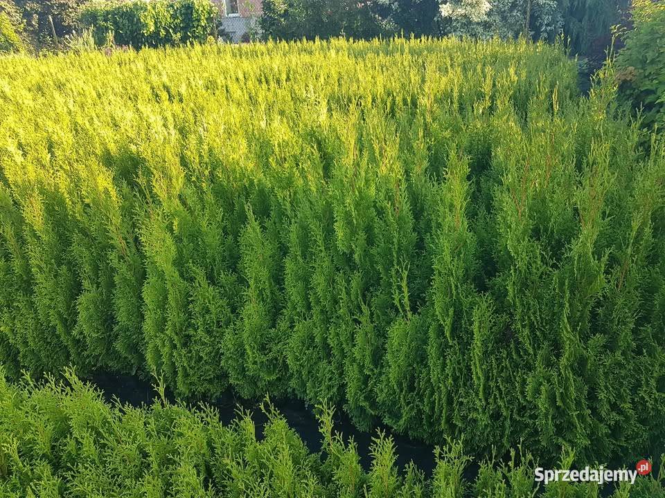 Wyprzedaż przedsezonowa tuje różne wysokości