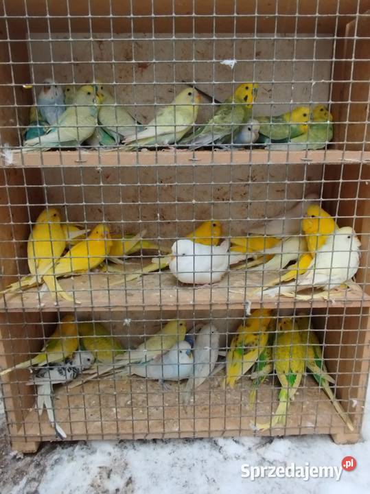 Nimfy faliste sprzedamzamienię Zwierzęta Bukowiec