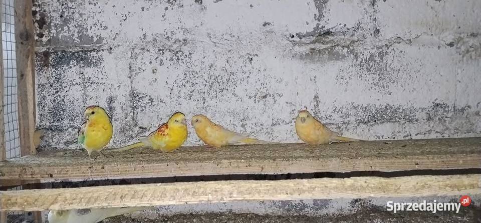 Świergotki i nimfy 2025