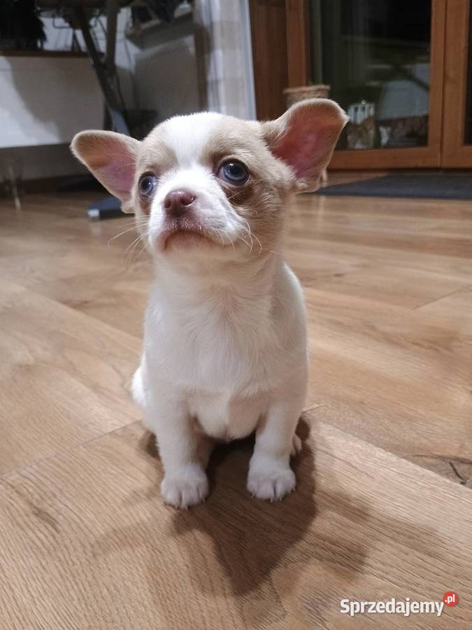Chihuahua dziewczynka białoliliowa sprzedam