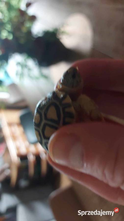 Żółw lamparci żółwie lamparcie młode warmińsko-mazurskie Wilkasy