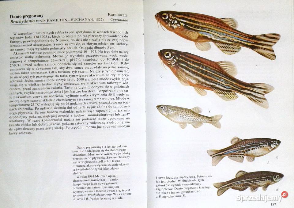Ryby akwariowe Ivan Petrovicky Kultura i Rozrywka Chełm