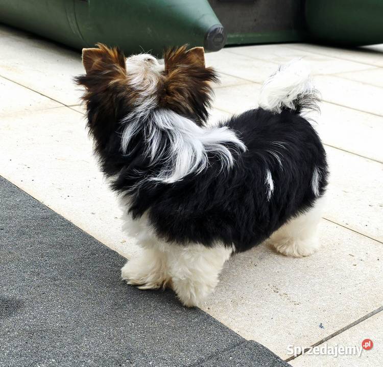 Malutki piesek 100 Biewer Yorkshire Terrier Do Orzesze