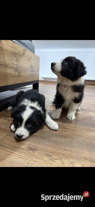 Szczeniaki border collie Niedźwiedź