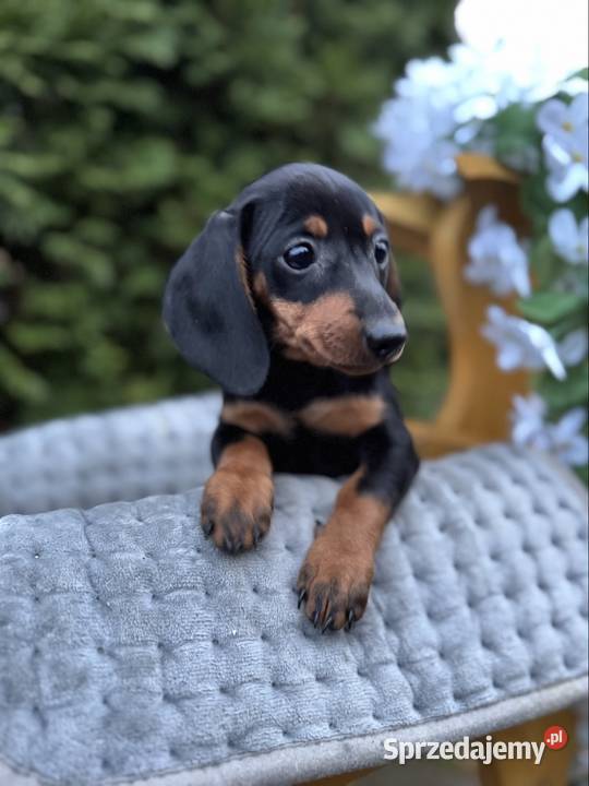 Cudowna sunia Jamnik miniaturowy standard czarno Jamnik Warszawa