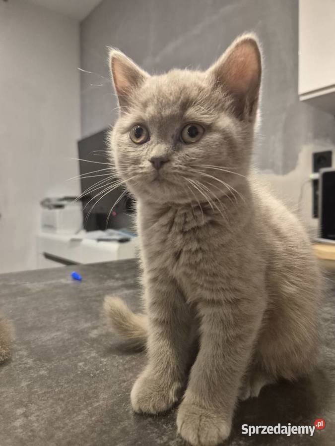 Kotki brytyjskie krótkowłose Brytyjski Legnica sprzedam