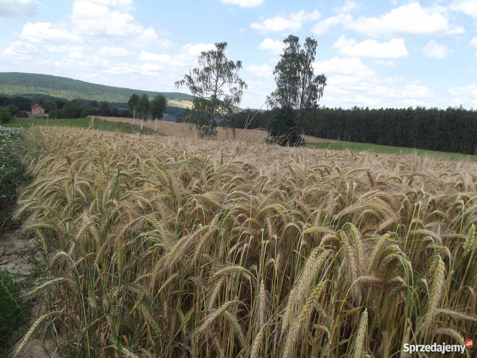 Pszenżyto REMIKO centrali