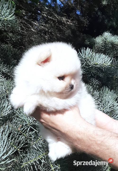 Szpic miniaturowy pomeranian rewelacyjny piesek Pabianice