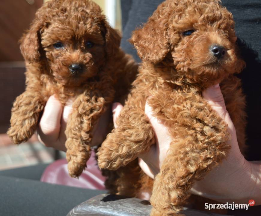 Pudel miniatura red suczkapiesek Zgierz