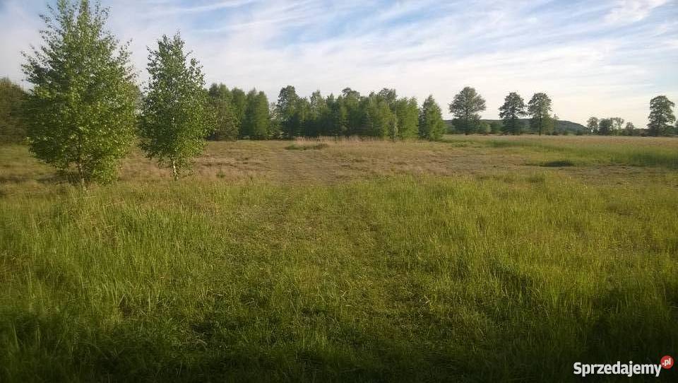 Działka budowlana 10000m2 1ha Wielki Wełcz koło Wielki Wełcz