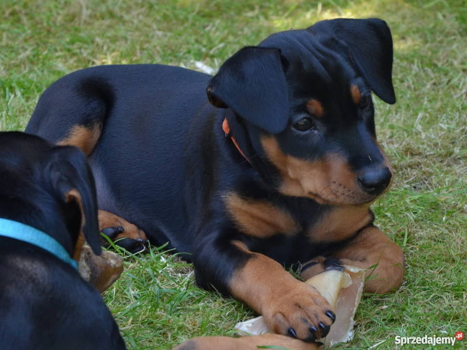 PINCZER ŚREDNI szczenięta z papierami ZKwP Warszawa