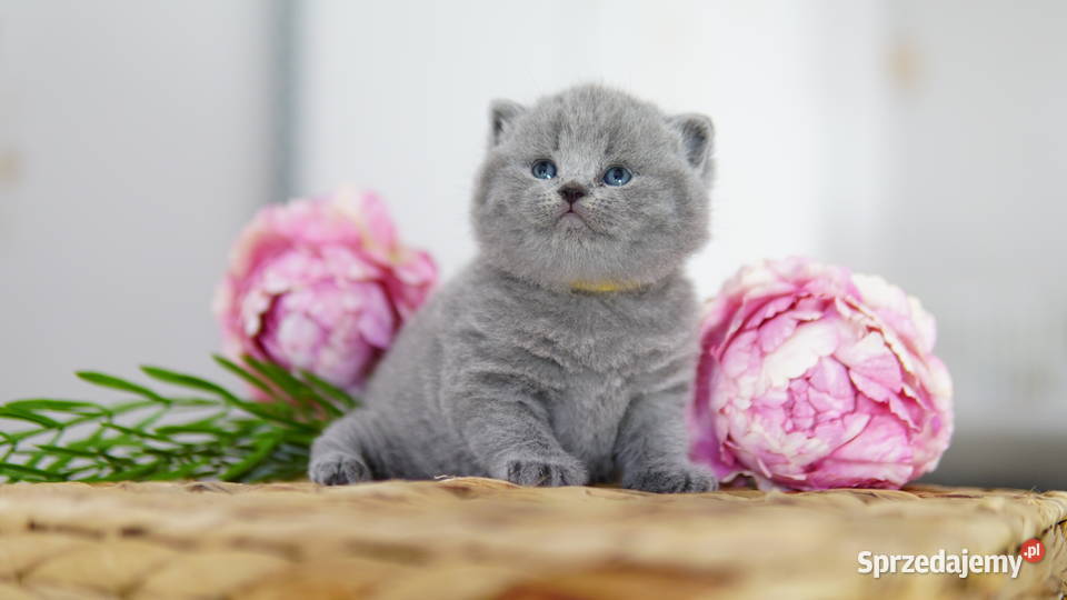 Kot brytyjski Tik Tok cats Konin sprzedam