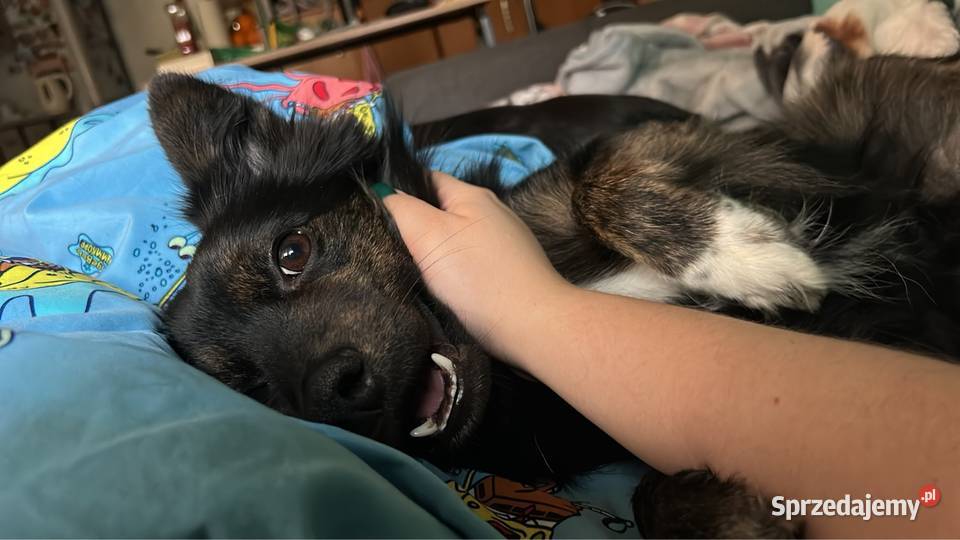 Petsitter opiekna Twojego pupila Warszawa