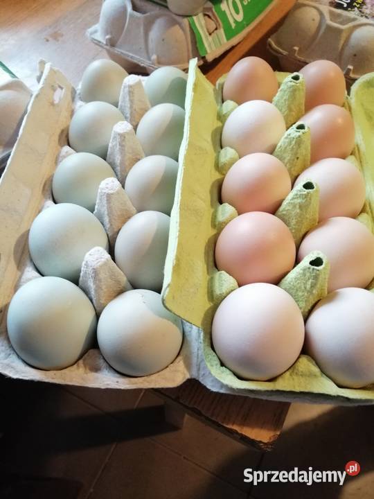 Wiejskie Jajka na sprzedaż Zamość