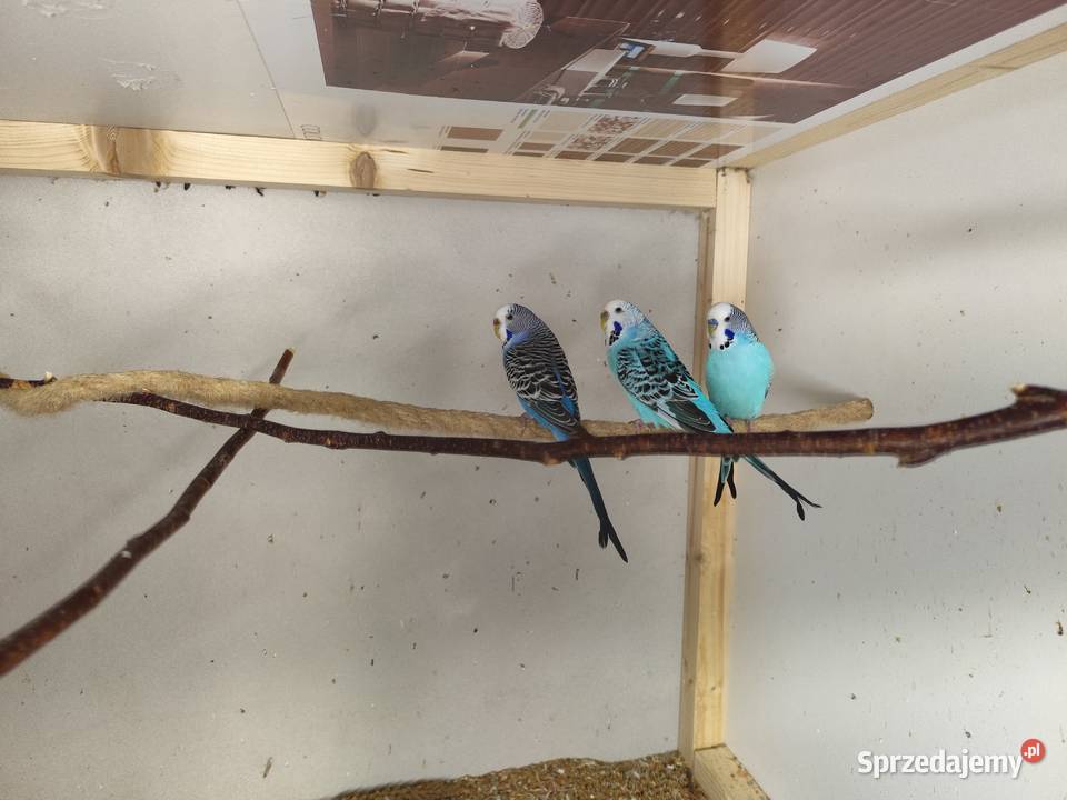 Papugi nimfy i faliste małopolskie