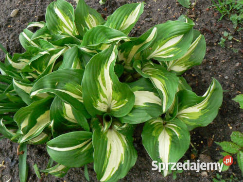 Hosta, funkia falista dwukolorowa