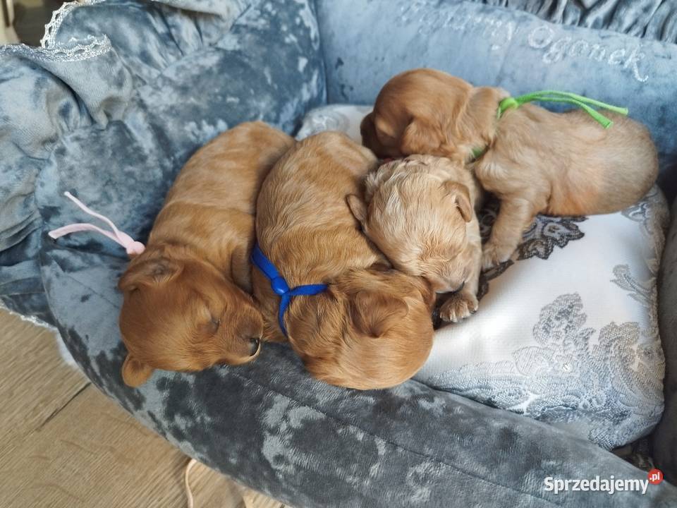 Cavapoo f1b Kraków