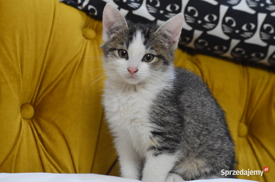 Mały domowy kotek Wilkowice