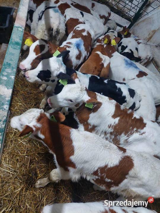 Cielęta mięsne byczki Bydło Grabów nad Prosną