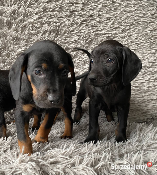 Gończy Polski Opole Lubelskie