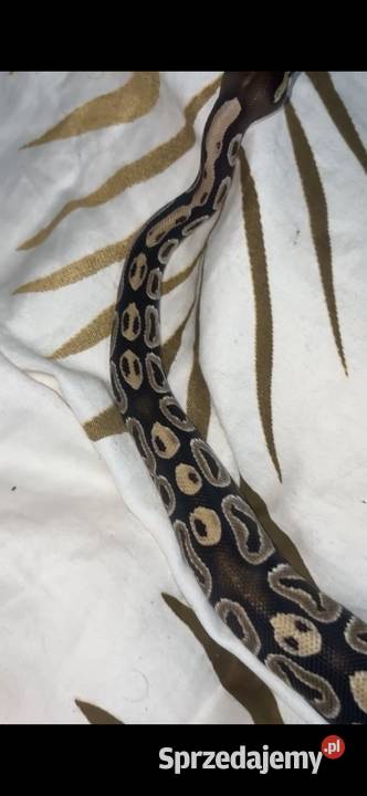 Pyton królewski Maków Mazowiecki