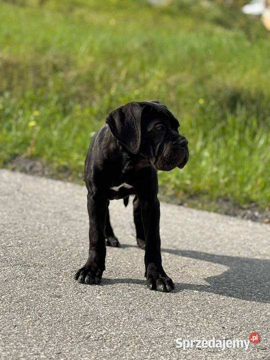 Czarna smoła suczka Cane Corso z domowej hodowli Warszawa
