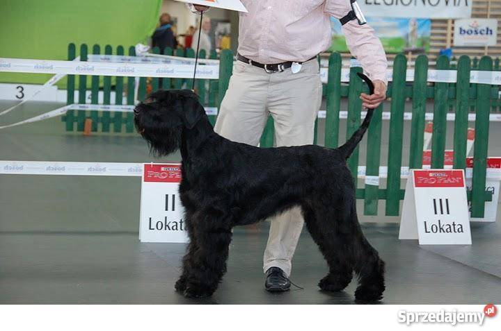 SZCZENIĘTA Sznaucer Olbrzym