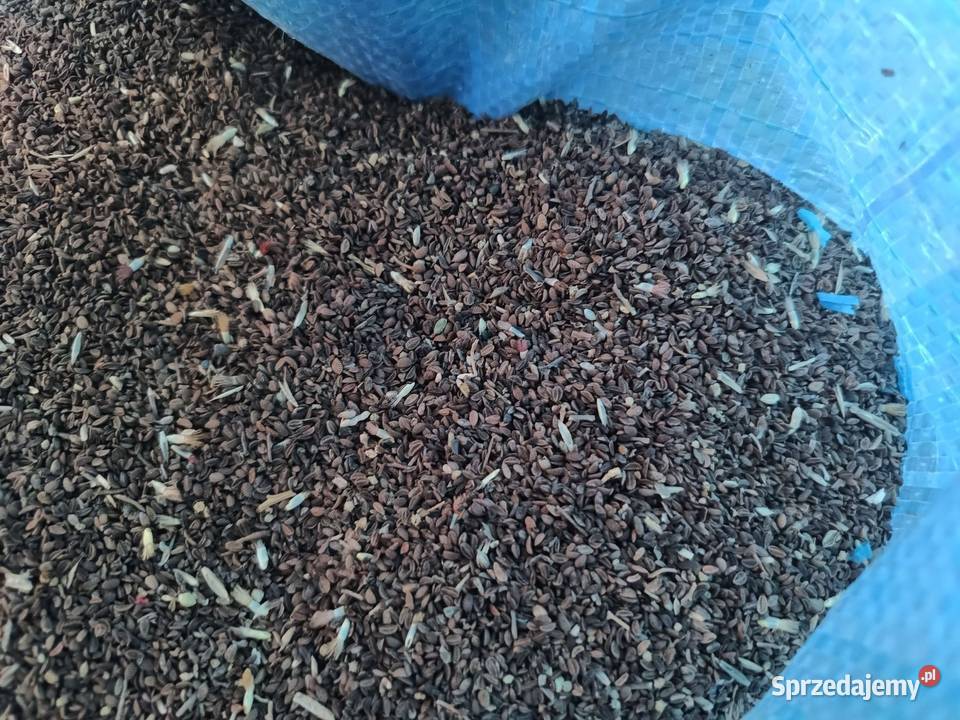 Gryka gorczyca wyka jara rzodkiew oleista Luboniek sprzedam