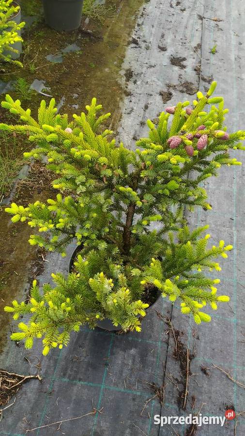 Rośliny ozdobne szczepione na pniu sosna wierzba łódzkie