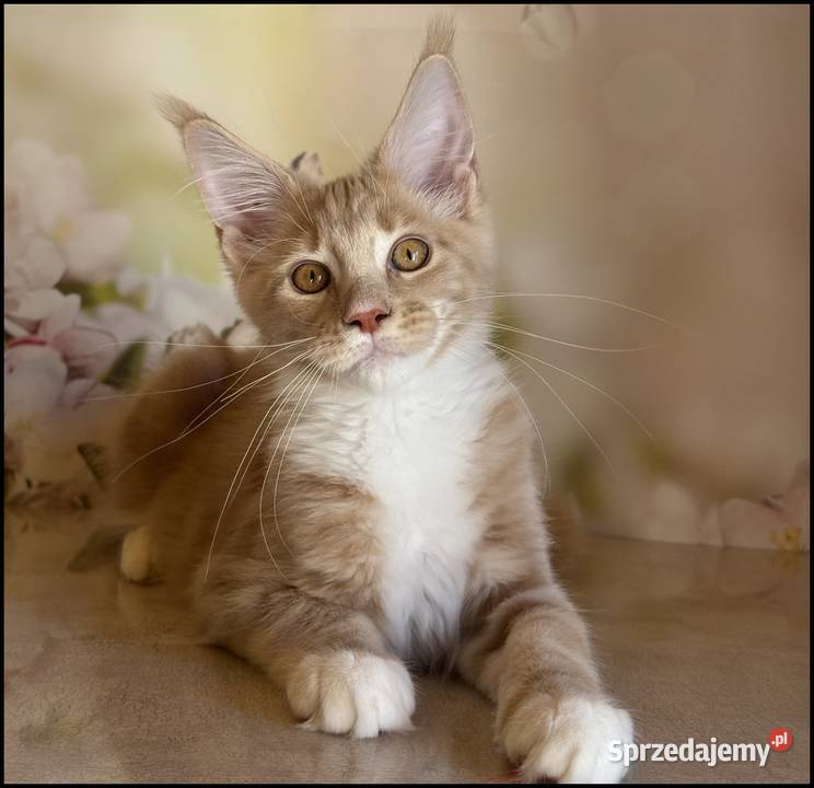 Kocurek Maine Coon Wesario Już do odbioru Kraków